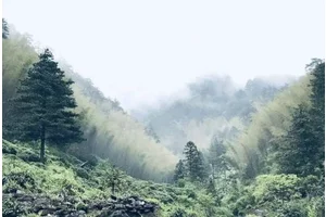 婺源大鄣山顶高山生态有机茶园