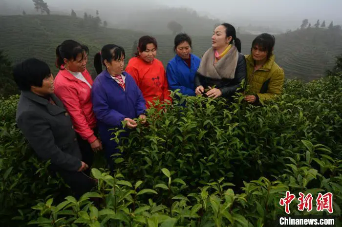 图为林小红(右二)在白茶种植基地传授采茶技能。　吴志贵 摄