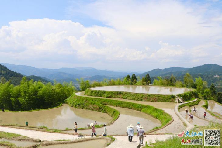 江西遂川：“以茶立县”沏开一杯文旅“香茗”