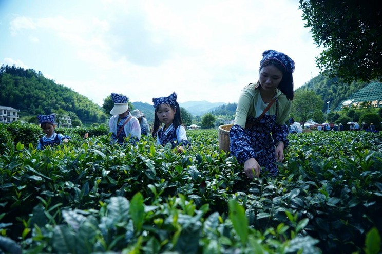 饮一杯“狗牯脑”茶 品文旅发展千滋百味