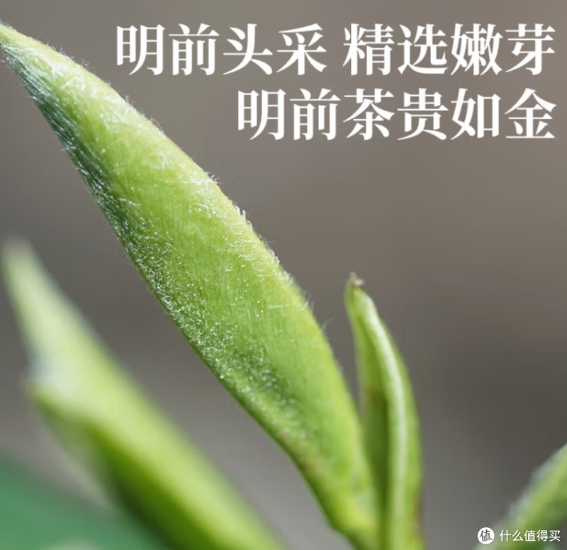 今日份绿茶介绍——狗牯脑茶