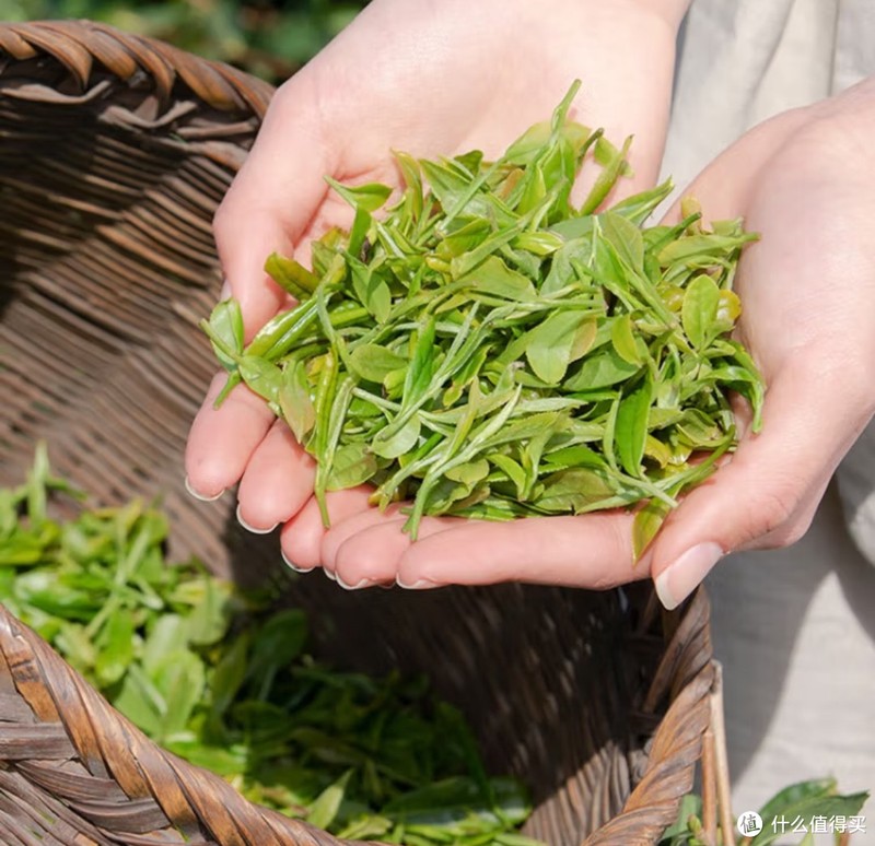 今日份绿茶介绍——狗牯脑茶