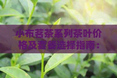 小布茗茶系列茶叶价格及套餐选择指南：详细了解每款茶的售价和搭配建议