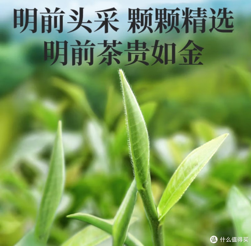 今日份绿茶介绍——狗牯脑茶