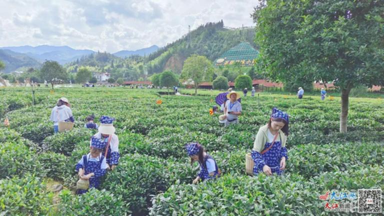 江西遂川：“以茶立县”沏开一杯文旅“香茗”