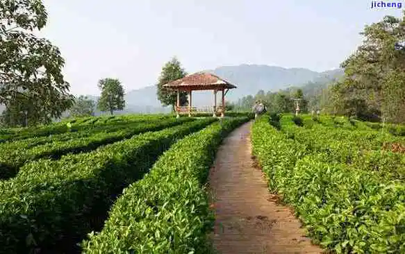 青城山什么茶，探寻四川名胜：青城山上哪种茶最为著名？