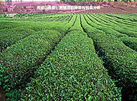 青城山名茶：青城茶的种类与特色分析