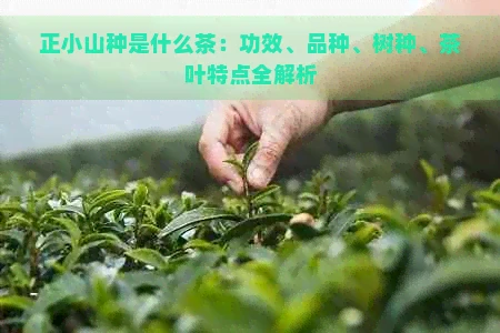 正小山种是什么茶：功效、品种、树种、茶叶特点全解析