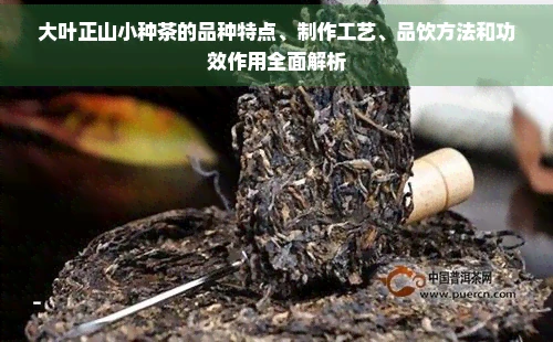 大叶正山小种茶的品种特点、制作工艺、品饮方法和功效作用全面解析