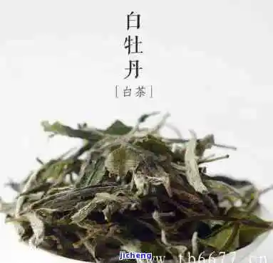 白牡丹茶的产地和特点，探秘白牡丹茶：产地与特别特点解析