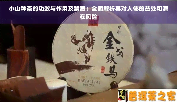 小山种茶的功效与作用及禁忌：全面解析其对人体的益处和潜在风险