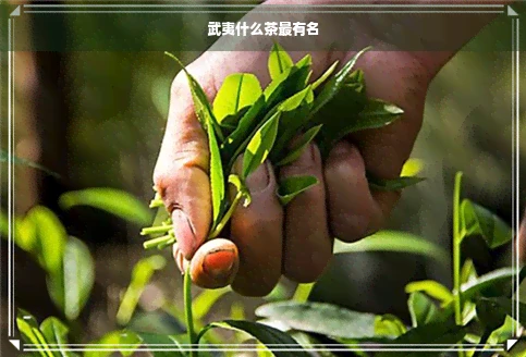 武夷什么茶最有名