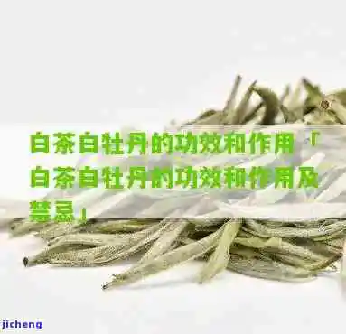 全面解析：白牡丹茶的特点、功效及作用，及其饮用禁忌