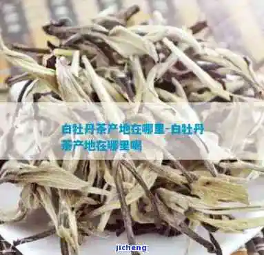 白牡丹茶的产地和特点，探秘白牡丹茶：产地与特别特点解析