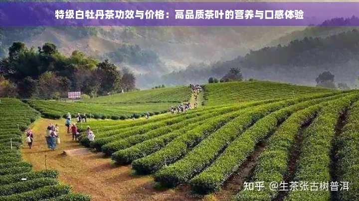 特级白牡丹茶功效与价格：高品质茶叶的营养与口感体验