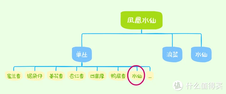 【凤凰单丛】我独爱娇艳的水仙——百年水仙测评（20241005）