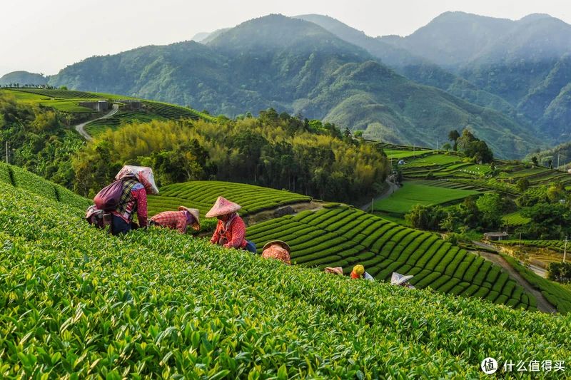 喝茶的故事：台湾冻顶乌龙茶，“高冷”的茶中之圣！